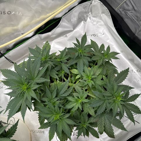 Banana Purple Punch Auto growlog timeline photo