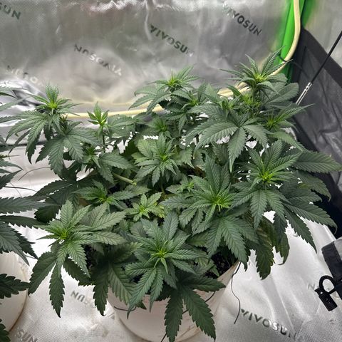 Banana Purple Punch Auto growlog timeline photo