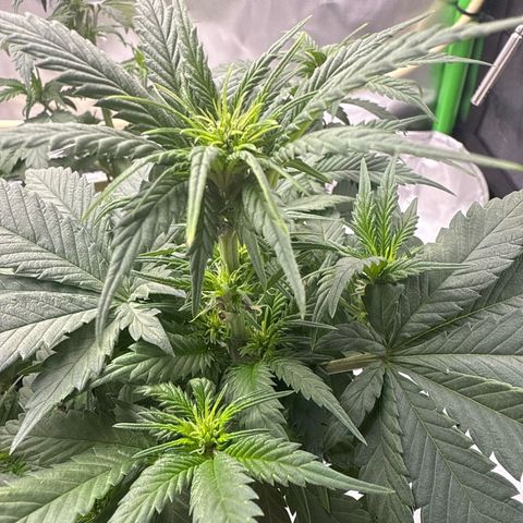Banana Purple Punch Auto growlog timeline photo