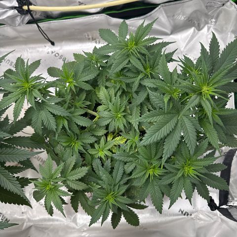 Banana Purple Punch Auto growlog timeline photo