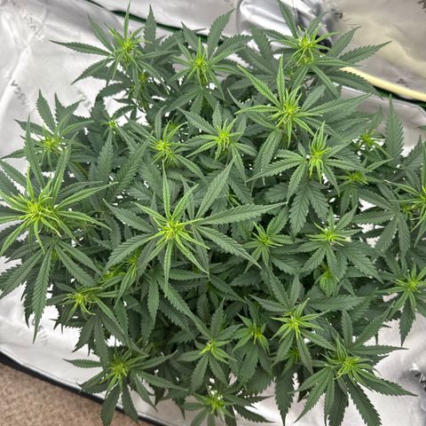 apple fritter auto growlog timeline photo