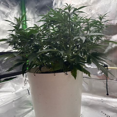 apple fritter auto growlog timeline photo