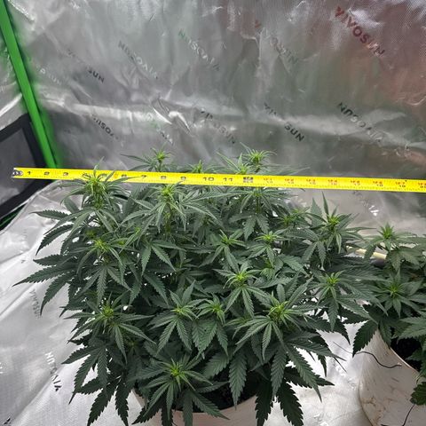 apple fritter auto growlog timeline photo