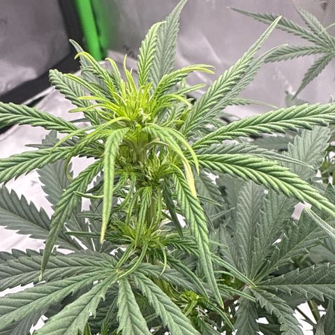apple fritter auto growlog timeline photo