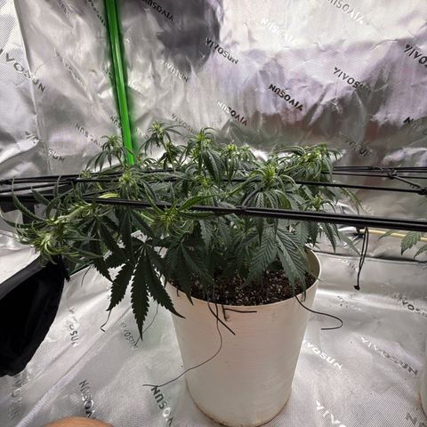 apple fritter auto growlog timeline photo