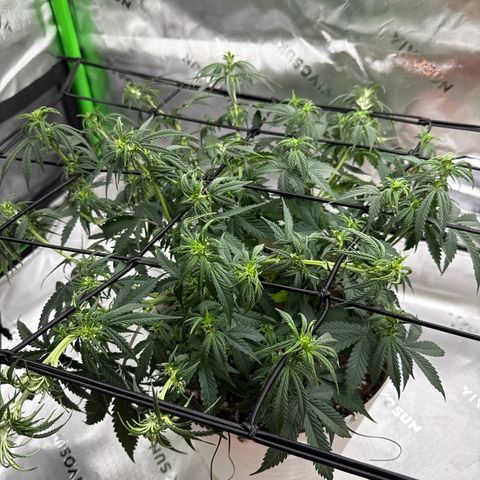 apple fritter auto growlog timeline photo