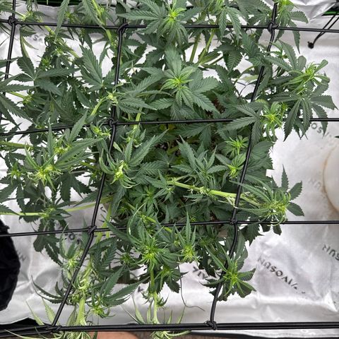 apple fritter auto growlog timeline photo