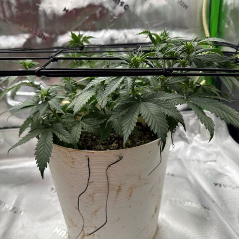 Banana Purple Punch Auto growlog timeline photo