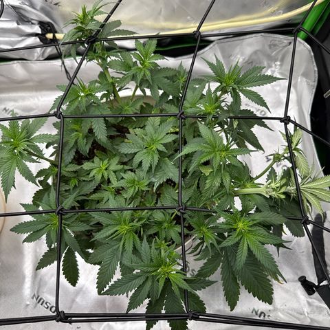 Banana Purple Punch Auto growlog timeline photo