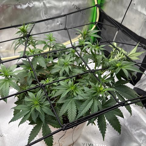 Banana Purple Punch Auto growlog timeline photo