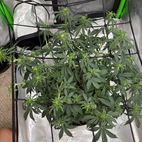 apple fritter auto growlog timeline photo