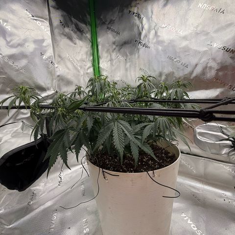 apple fritter auto growlog timeline photo