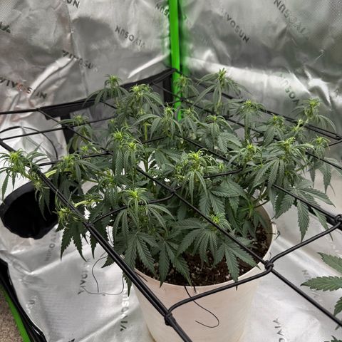 apple fritter auto growlog timeline photo