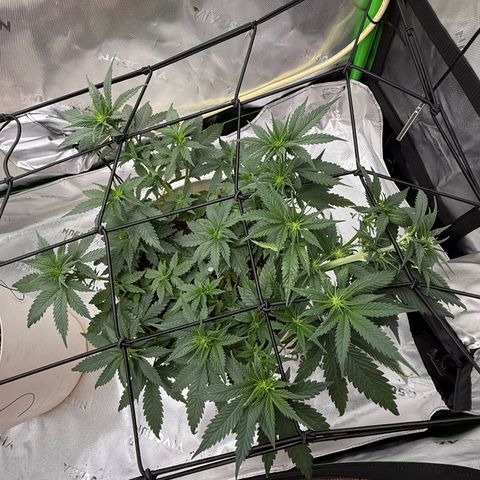 Banana Purple Punch Auto growlog timeline photo