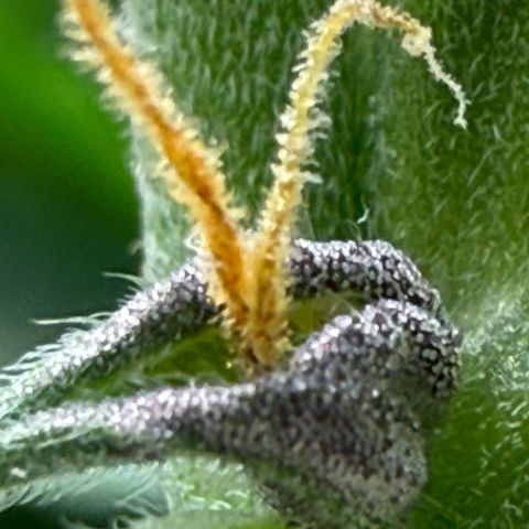 Banana Purple Punch Auto growlog timeline photo