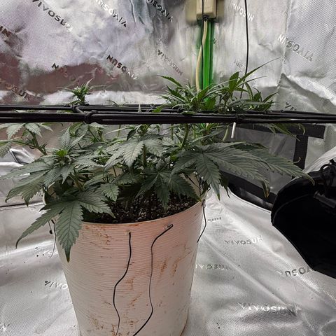 Banana Purple Punch Auto growlog timeline photo