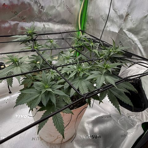 Banana Purple Punch Auto growlog timeline photo