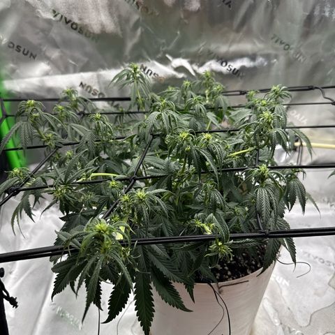 apple fritter auto growlog timeline photo