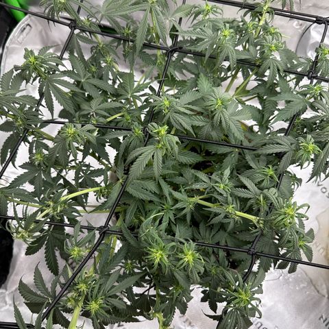 apple fritter auto growlog timeline photo