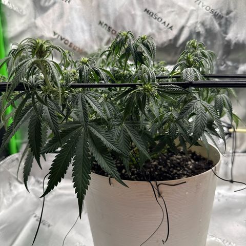 apple fritter auto growlog timeline photo