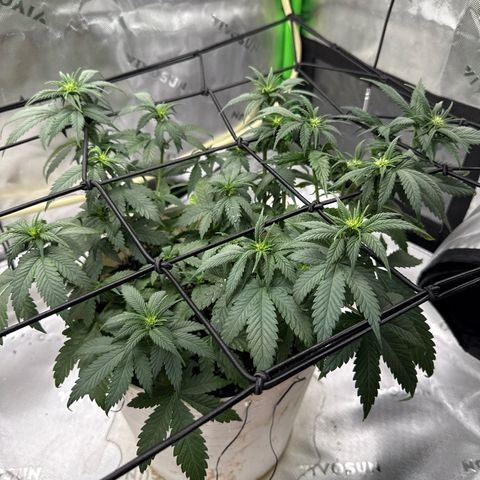 Banana Purple Punch Auto growlog timeline photo