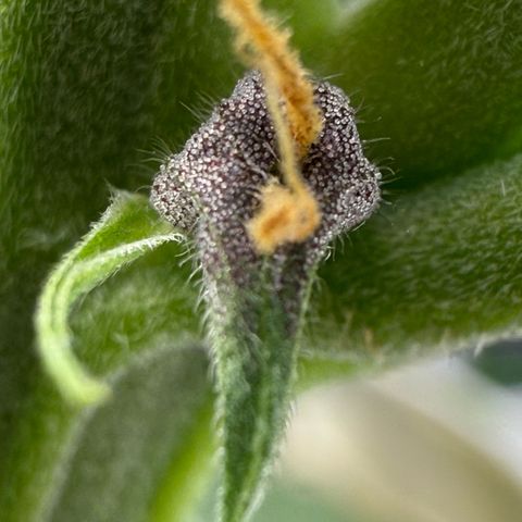 Banana Purple Punch Auto growlog timeline photo