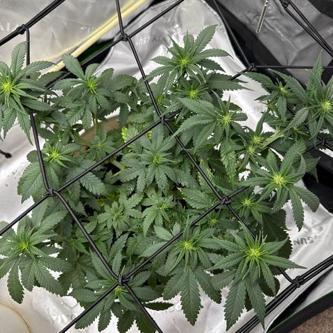 Banana Purple Punch Auto growlog timeline photo