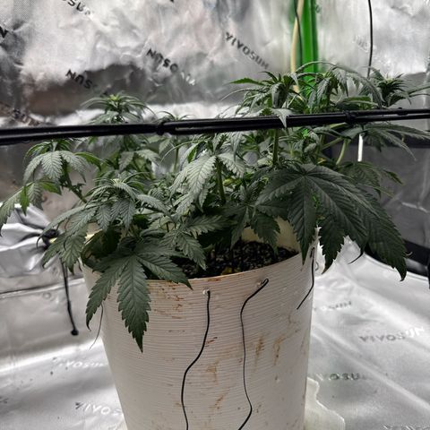 Banana Purple Punch Auto growlog timeline photo