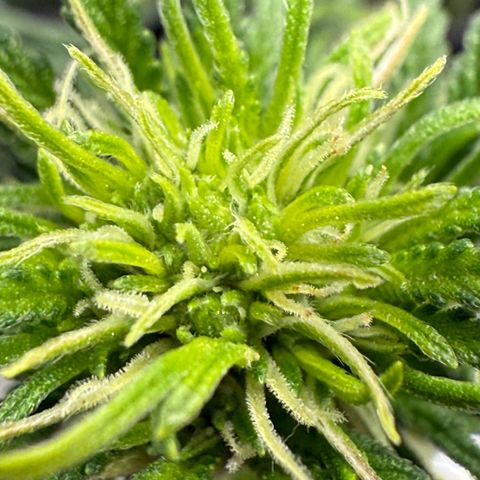 Banana Purple Punch Auto growlog timeline photo