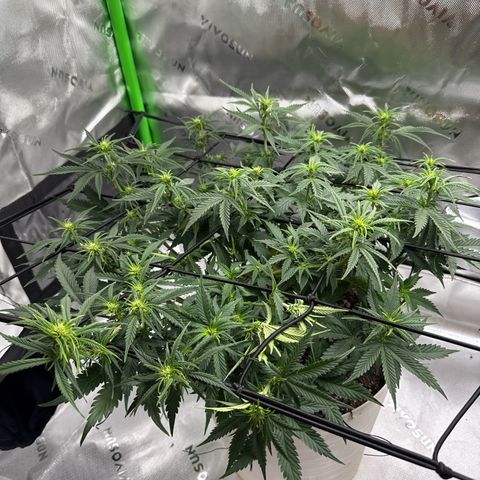 apple fritter auto growlog timeline photo