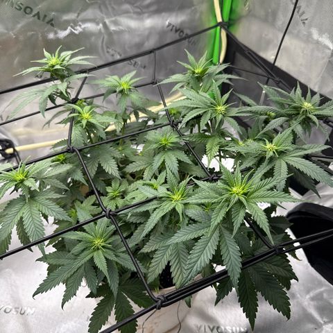 Banana Purple Punch Auto growlog timeline photo