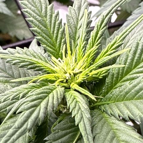 Banana Purple Punch Auto growlog timeline photo