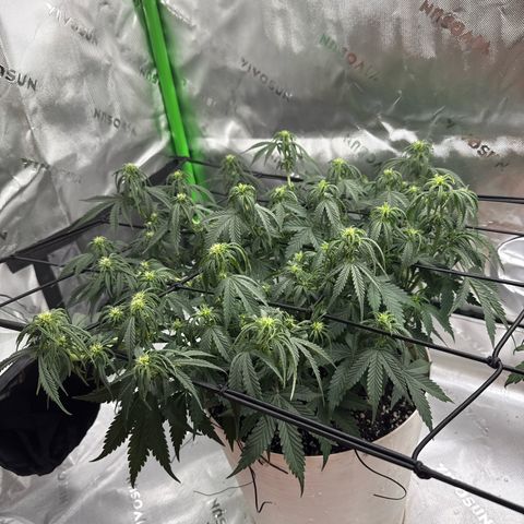 apple fritter auto growlog timeline photo