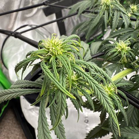 apple fritter auto growlog timeline photo