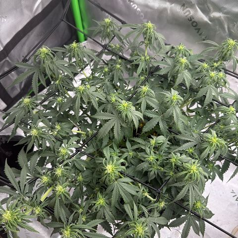 apple fritter auto growlog timeline photo