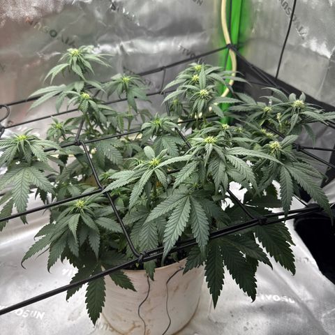 Banana Purple Punch Auto growlog timeline photo