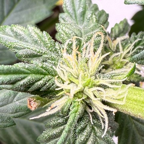 Banana Purple Punch Auto growlog timeline photo