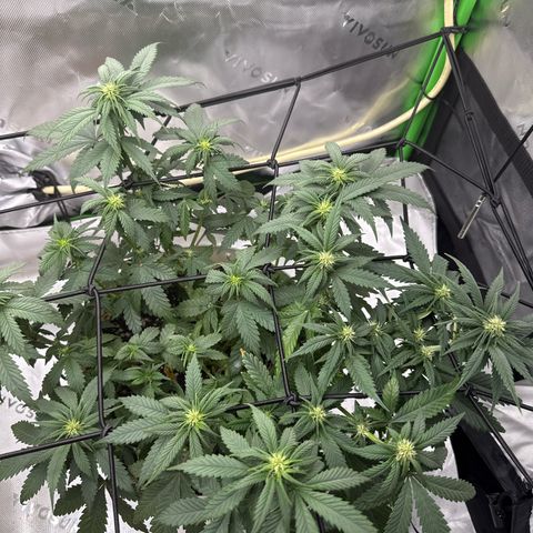 Banana Purple Punch Auto growlog timeline photo