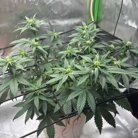 Banana Purple Punch Auto growlog timeline photo