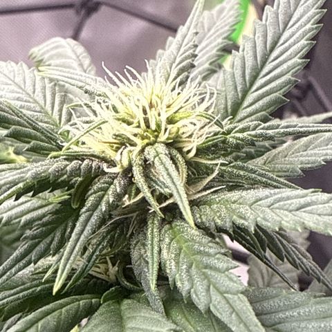 Banana Purple Punch Auto growlog timeline photo