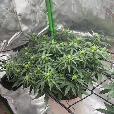 apple fritter auto growlog timeline photo