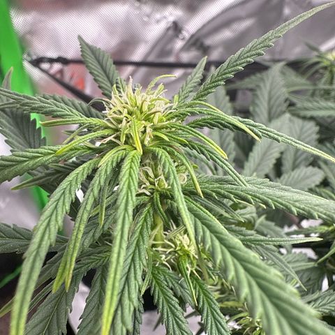 apple fritter auto growlog timeline photo