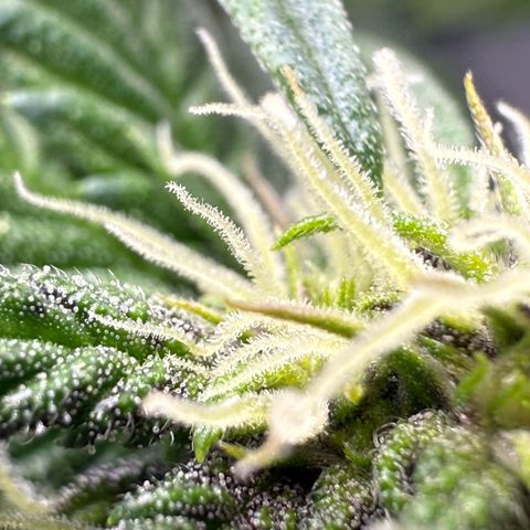 Banana Purple Punch Auto growlog timeline photo