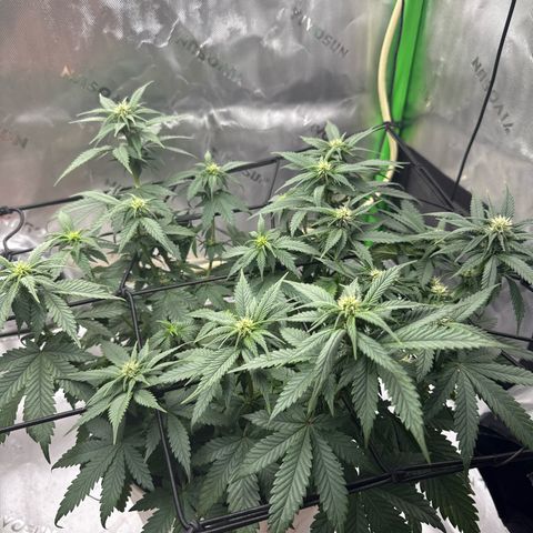 Banana Purple Punch Auto growlog timeline photo