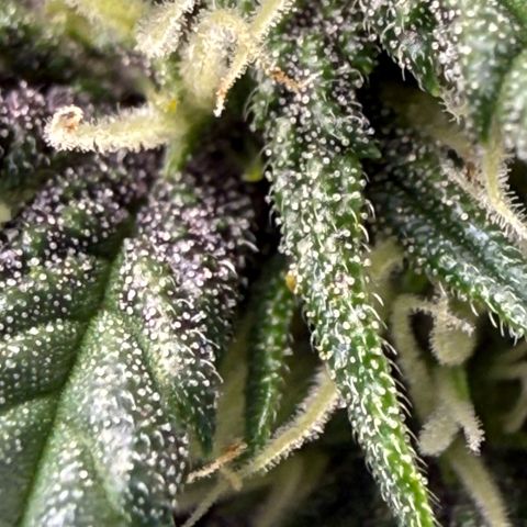 Banana Purple Punch Auto growlog timeline photo