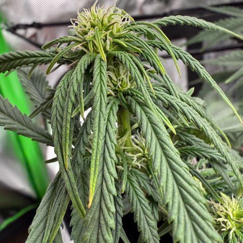 apple fritter auto growlog timeline photo