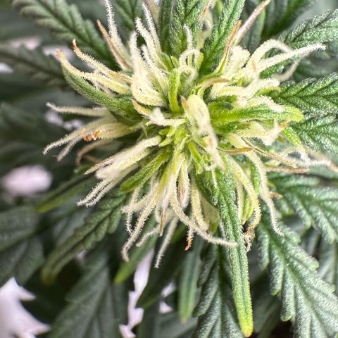 apple fritter auto growlog timeline photo