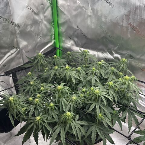 apple fritter auto growlog timeline photo