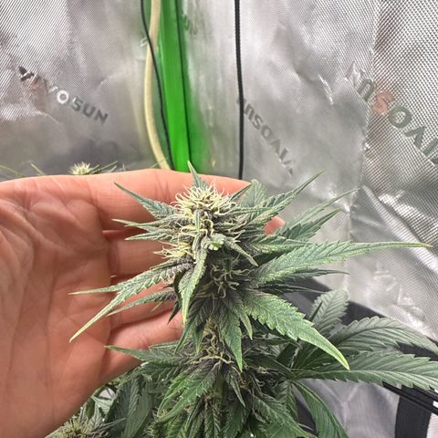 Banana Purple Punch Auto growlog timeline photo