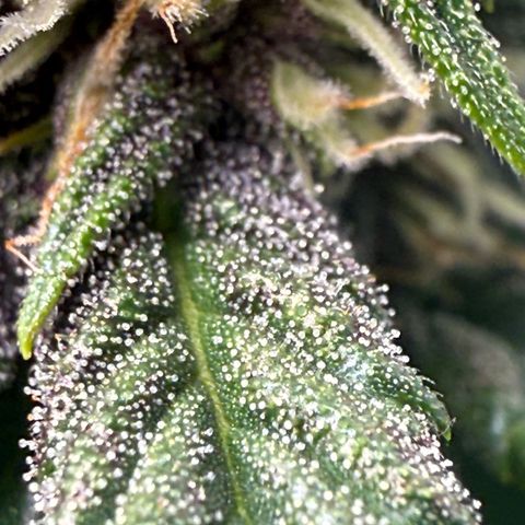 Banana Purple Punch Auto growlog timeline photo